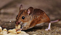 24 Hour & Emergency Exterminators in Florence, CO